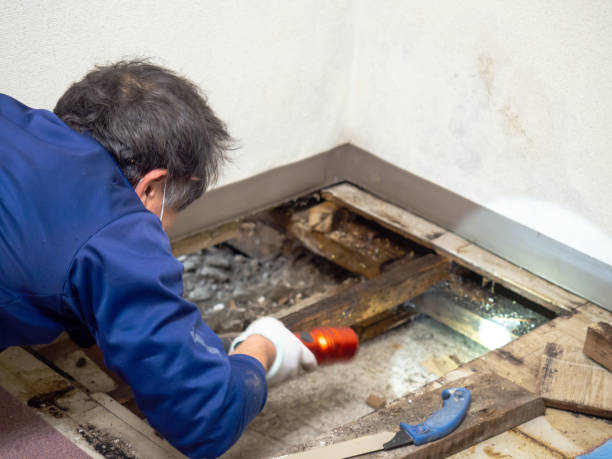 Best White Mold Remediation in Minier, IL