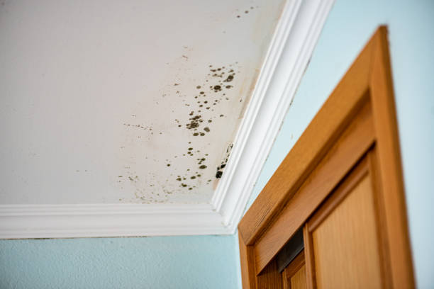 Best Attic Mold Remediation in Minier, IL