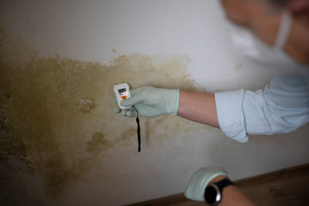 Best Residential Mold Remediation in Minier, IL