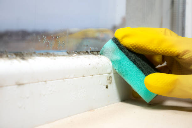 Best Emergency Mold Remediation in Minier, IL