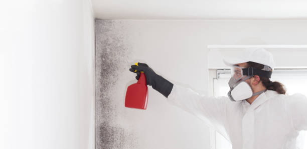 Reliable Minier, IL Mold Remediation Solutions
