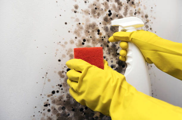 Best Kitchen Mold Remediation in Minier, IL