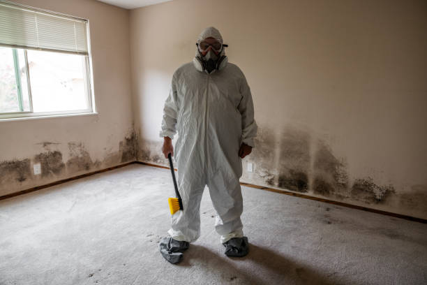 Best Mold Remediation for Specific Building Types in Minier, IL