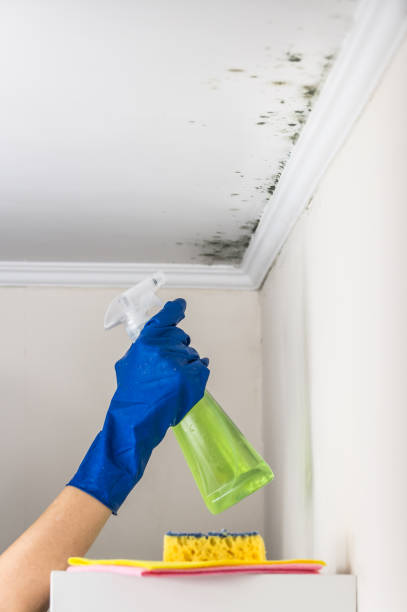 Best Health and Safety Mold Remediation in Minier, IL