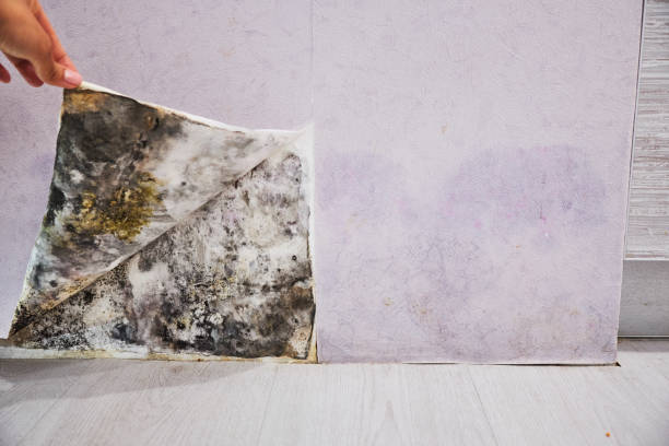 Best Post-Flood Mold Remediation in Minier, IL